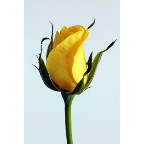 Fizyoterapist Aslıhan Daşdemir