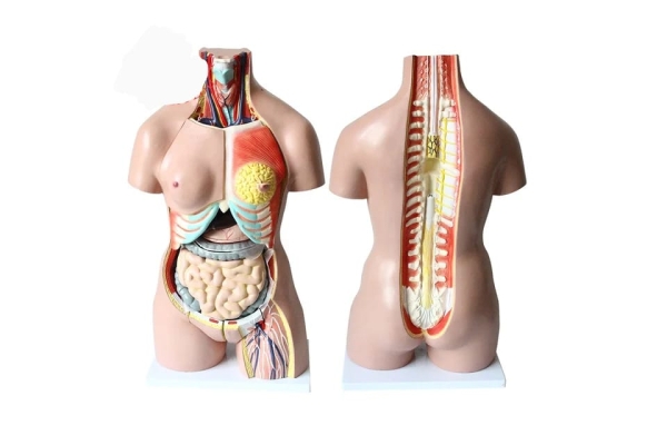 İnsan İç Organ Genel Eğitim Maketi Model 36