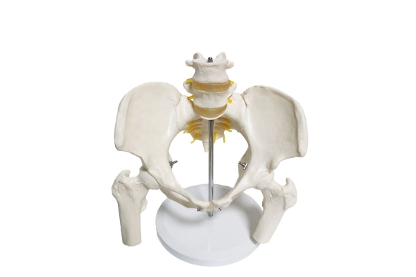 Omurga Pelvis Maketi Model 24